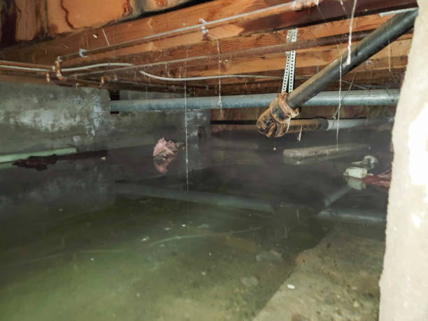 Best Mold removal after water damage  in Caldwell, OH